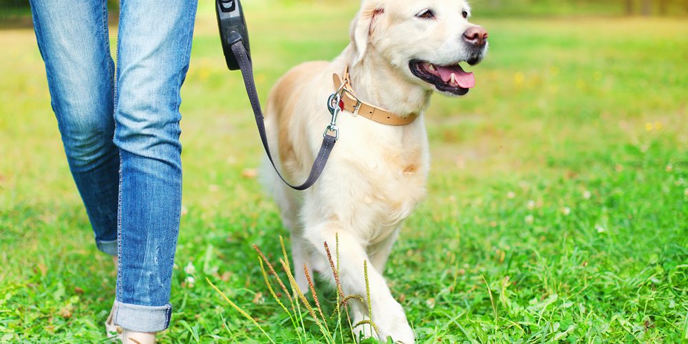 A woman walking a dog on a leash in Ocala.