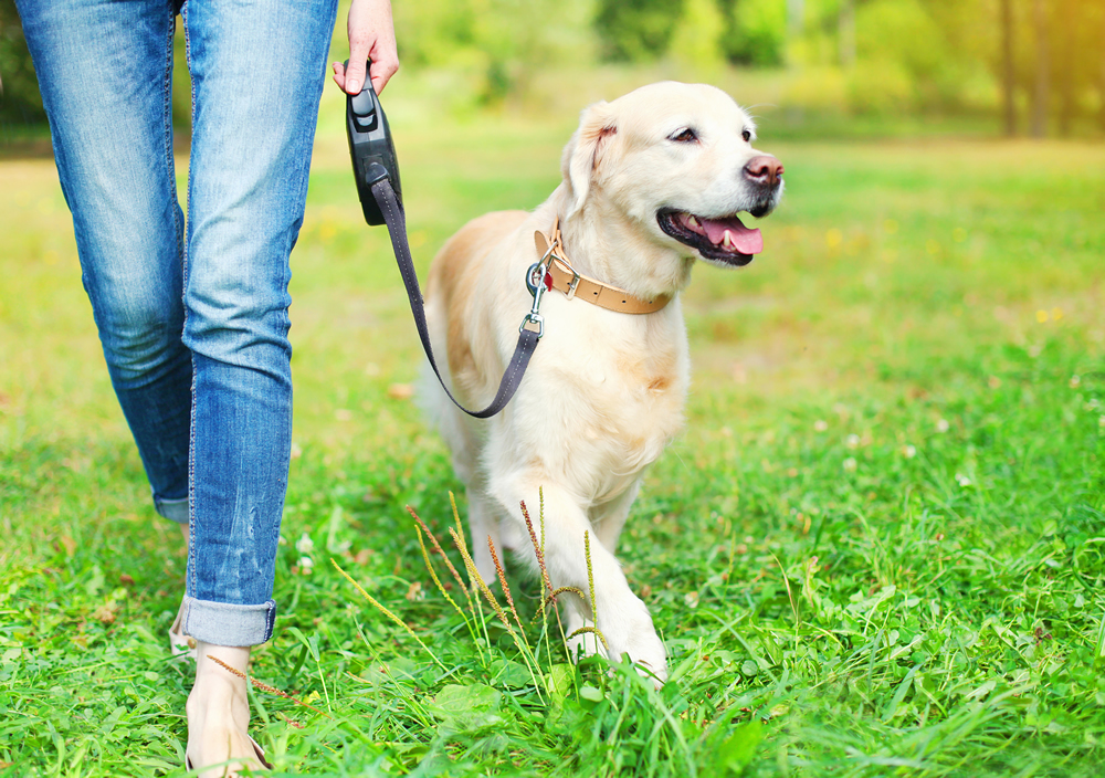 A woman walking a dog on a leash in Ocala.