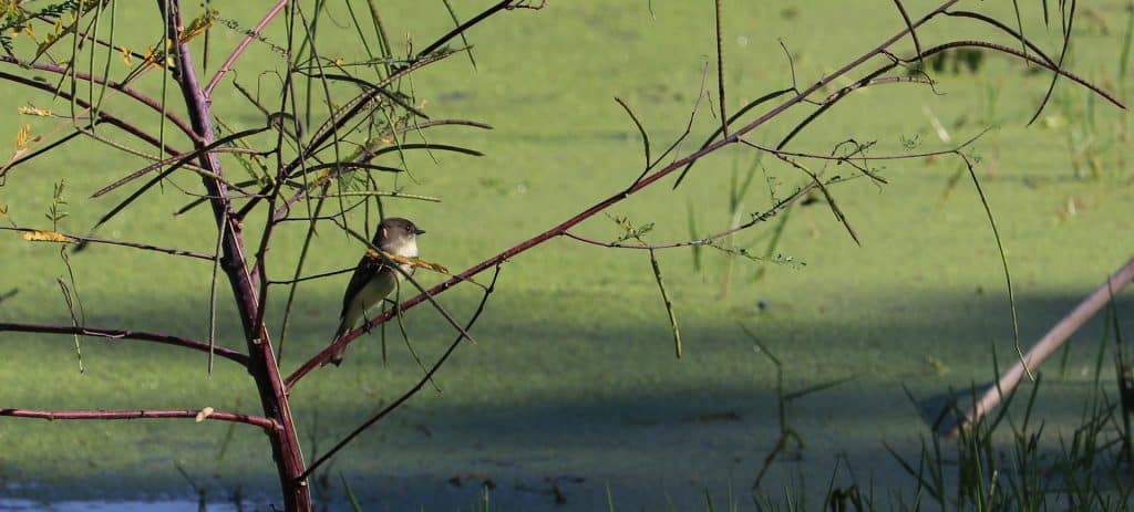 EasternPhoebe