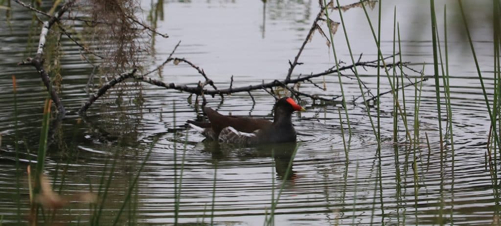 Gallinule