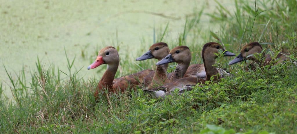 blackbellyducks